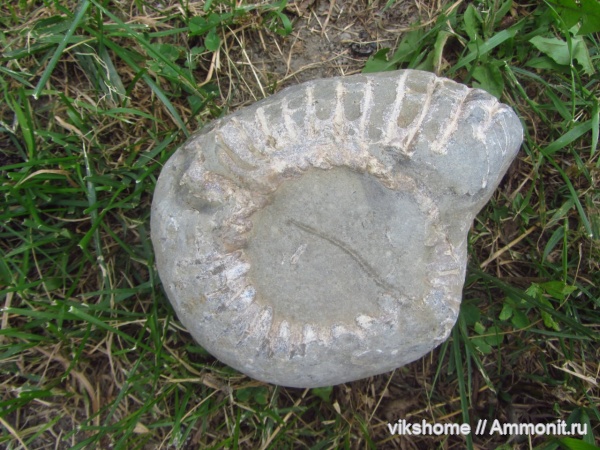 аммониты