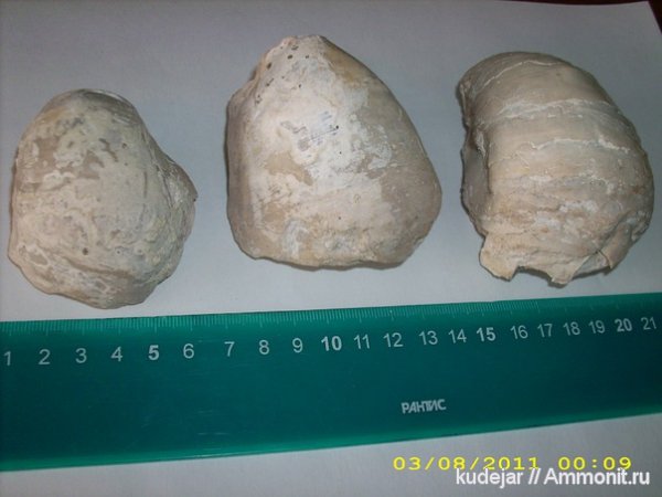 двустворки