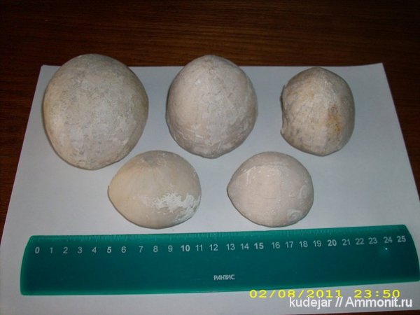 морские ежи