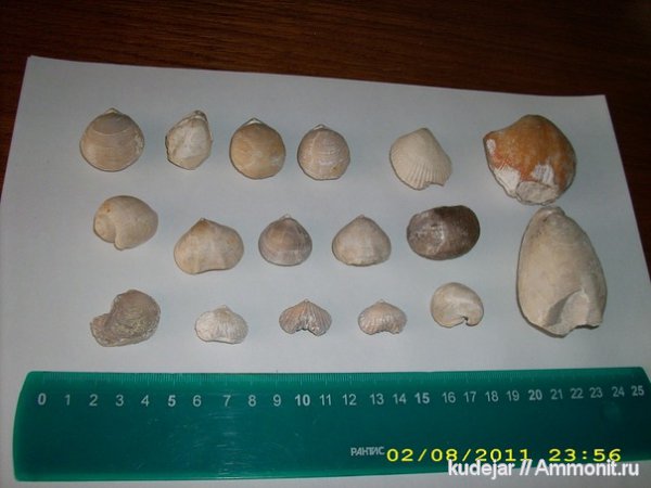 брахиоподы