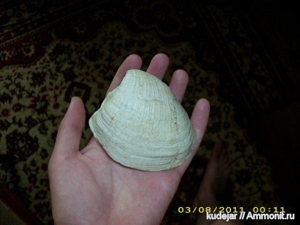 Arcomya, Arcomya arctica