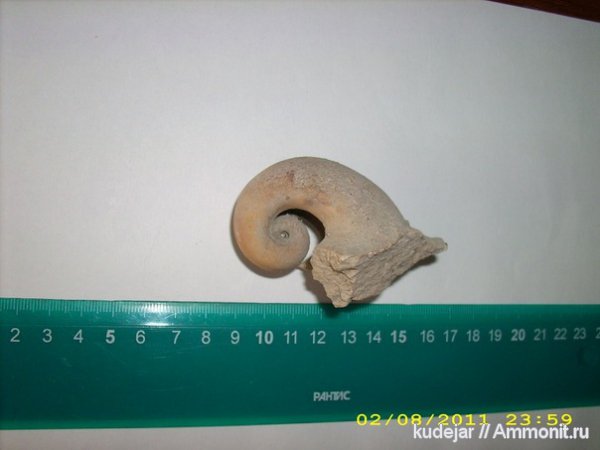 беллерофоны