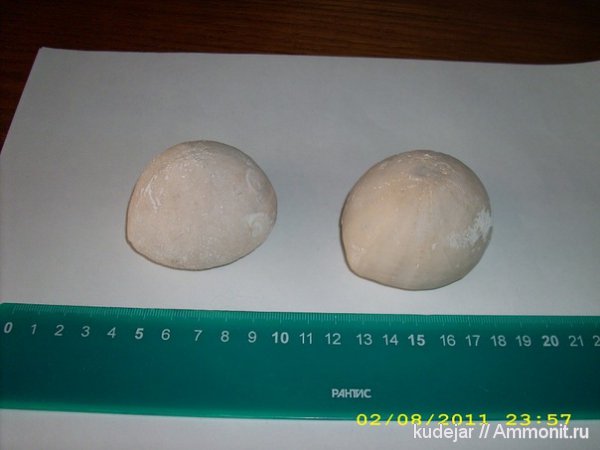 морские ежи, Echinocorys