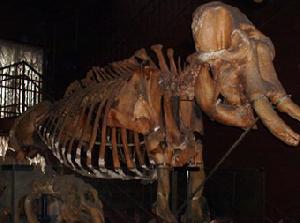 Ученые обнаружили среди мамонтов блондинов, рыжих и брюнетов