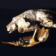 В Австралии найдены хищные кенгуру