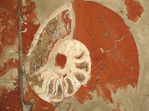 На сайте "Палеометро.ру" больше 150 фотографий окаменелостей.