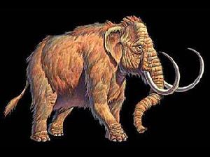 Вечная мерзлота позволила определить происхождение мамонтов