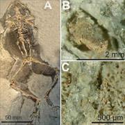 Обнаружен костный мозг возрастом 10 миллионов лет