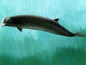 Пойман "четвероногий" кит