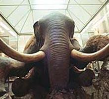 Налог за мамонта