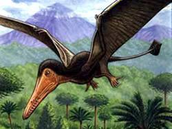 В Австралии найдена челюсть птерозавра