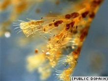 Жизнь была на Земле всегда 