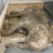 На Ямале найден мамонтенок