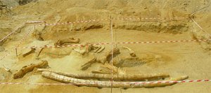 Бивни мастодонта достигали 5 метров длины