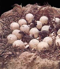 Ранняя половая жизнь динозавров