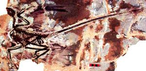 Живой биплан опередил Райтов на миллионы лет