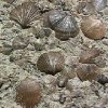 Моллюски и брахиоподы - пермский кризис