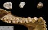 Найдены зубы общего предка человека и гориллы