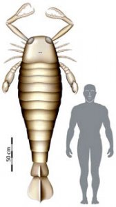 Ракоскорпион был ростом больше человека