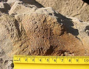 Чешуйчатая утконосая мумия