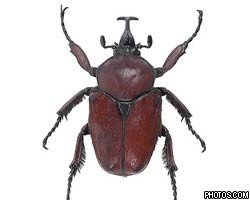 Жуки – ровесники динозавров