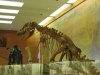 Палеонтологическая выставка в Калуге