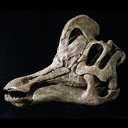 "Музыкальный" динозавр