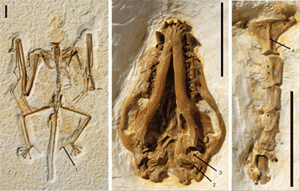 Эхолокацию летучие мыши "изобрели", уже став летучими