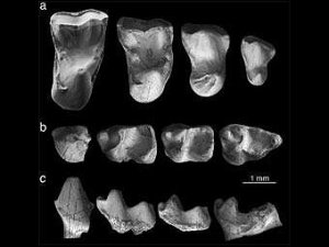 Палеонтологи выясняют пути миграции древнейших приматов