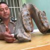 В Перу в автобусе найдены таинственные кости