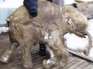 Исследования мамонтенка Любы продолжаются