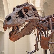 Найдены новые доказательства родства динозавров и птиц