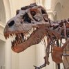 Найдены новые доказательства родства динозавров и птиц