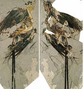 Древняя птица Eoconfuciusornis zhengi