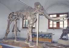 Скелет южного слона претендует на рекорд