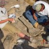 Новые скелеты динозавров из штата Юта