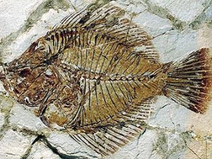 Эволюция камбалы