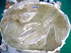 В Монголии найден скелет детеныша тарбозавра