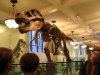 Схватка динозавров: тираннозавр не справился с гадрозавром