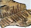 Сочинские ученые нашли в Абхазии фрагменты древнего папоротника