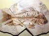 В Австралии обнаружена окаменелость рыбы возрастом более 100 млн лет