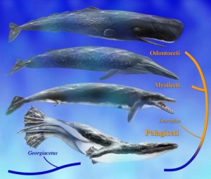 Древние киты плавали виляя бёдрами