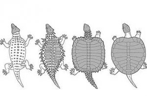 Эволюция панциря черепах стала более понятной