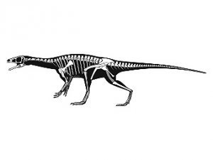 В Аргентине обнаружены останки ранее неизвестного динозавра