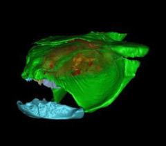 Окаменевший мозг возрастом 300 миллионов лет