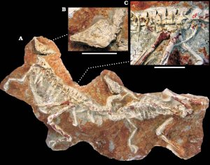 Стайка увязших в грязи динозавров позволит лучше понять их социальную организацию