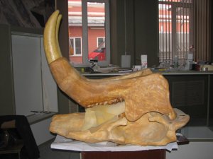 Динотерий в Азовском музее-заповеднике