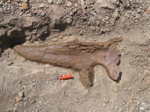 Трицератопсы все-таки не были одиночками