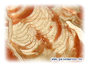 Возможно, что первые многоклеточные животные появились 850 миллионов лет назад