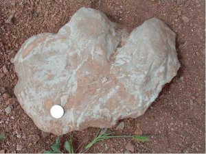 Следы крупных четвероногих пермского периода нашли недалеко от Оренбурга